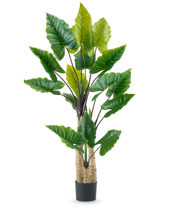 Kunstplant Calocasia 210 cm