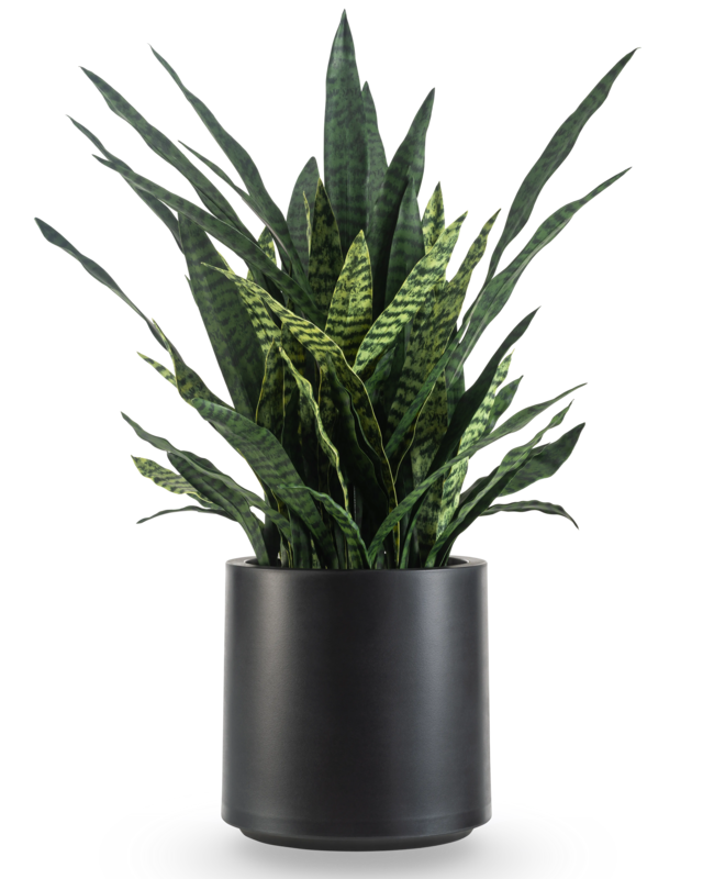 Sansevieria Zeylanica 110 cm ready-made in zwarte pot