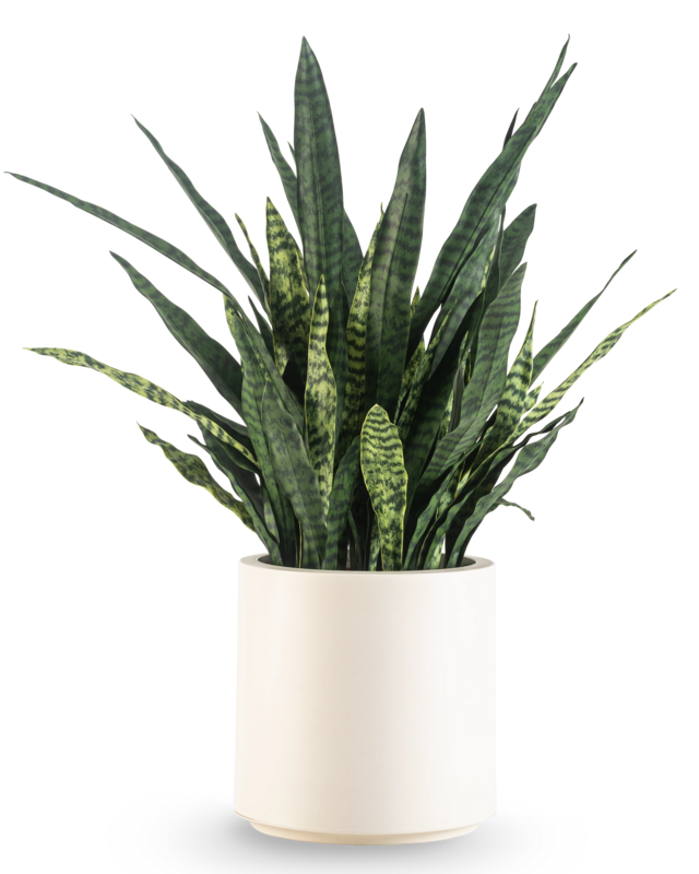 Kunst Sansevieria Zeylanica 110 cm ready-made in beige pot
