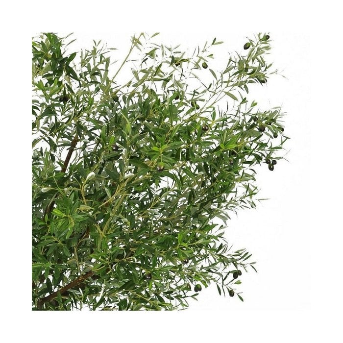 Kunst Olijfboom 270 cm met olijven