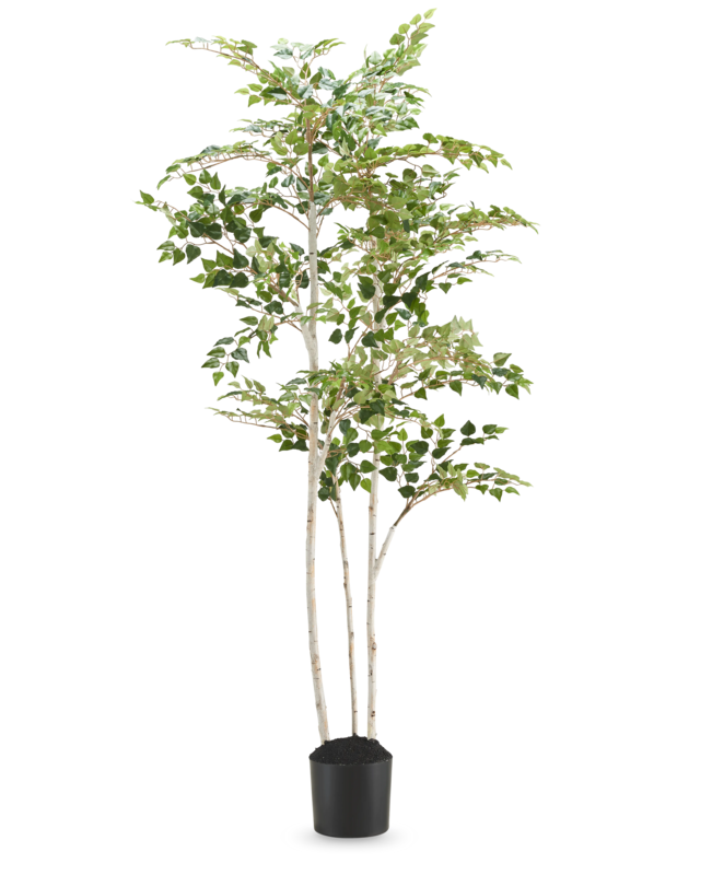 Kunst Berkenboom “Silver” 180 cm
