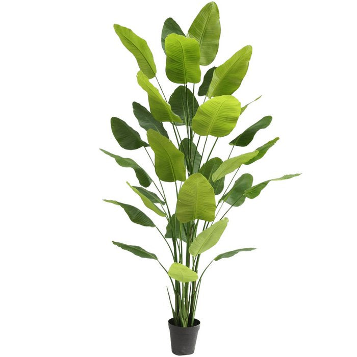 Kunstplant Strelitzia Real Touch Deluxe 300 cm